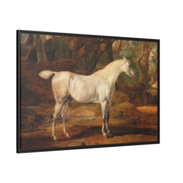 88289-10.jpg Grey Arabian Stallion by James Ward Framed Canvas