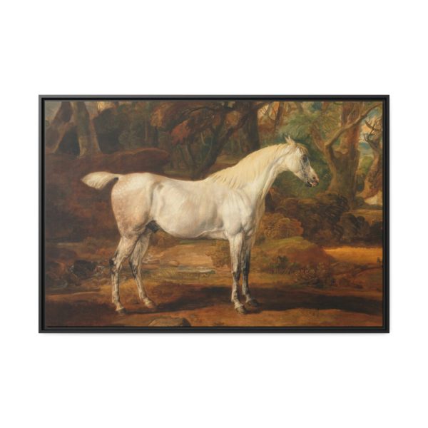 88289-11.jpg Grey Arabian Stallion by James Ward Framed Canvas