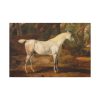 91638-11.jpg Grey Arabian Stallion by James Ward Standard Canvas
