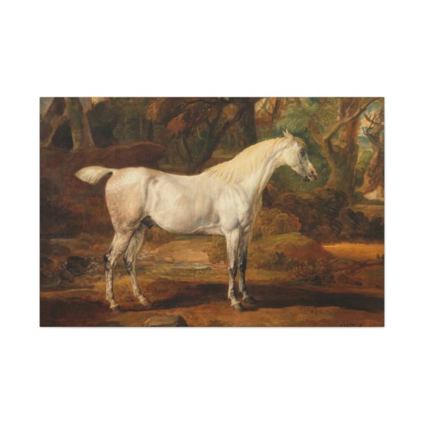 91638-11.jpg Grey Arabian Stallion by James Ward Standard Canvas