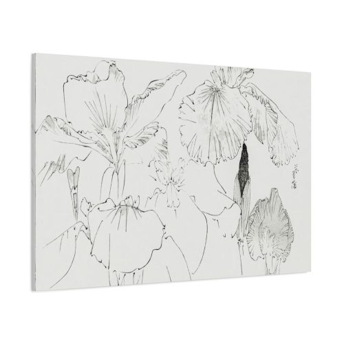 Japanese Iris Illustration by Watanabe Seitei Standard Canvas