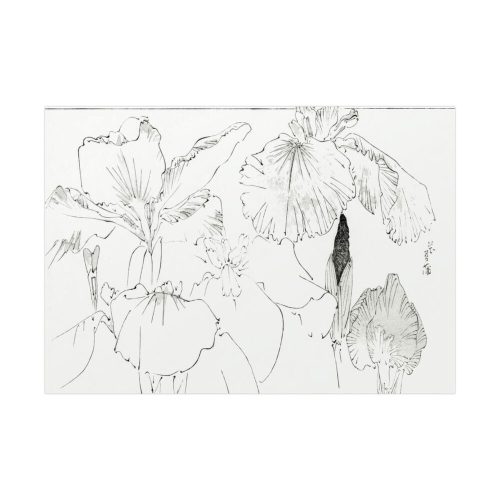 92408-36.jpg Japanese Iris Illustration by Watanabe Seitei Poster