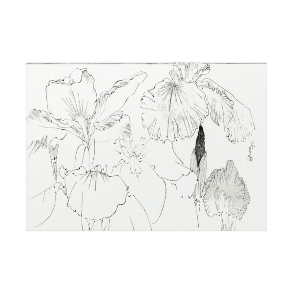 92409-36.jpg Japanese Iris Illustration by Watanabe Seitei Poster