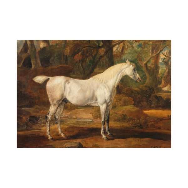 92409-6.jpg Grey Arabian Stallion by James Ward Poster