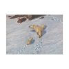 Eisbaren Familie by Richard Friese Poster