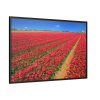 88289-105.jpg Red Tulips Field Framed Canvas