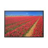 88289-106.jpg Red Tulips Field Framed Canvas