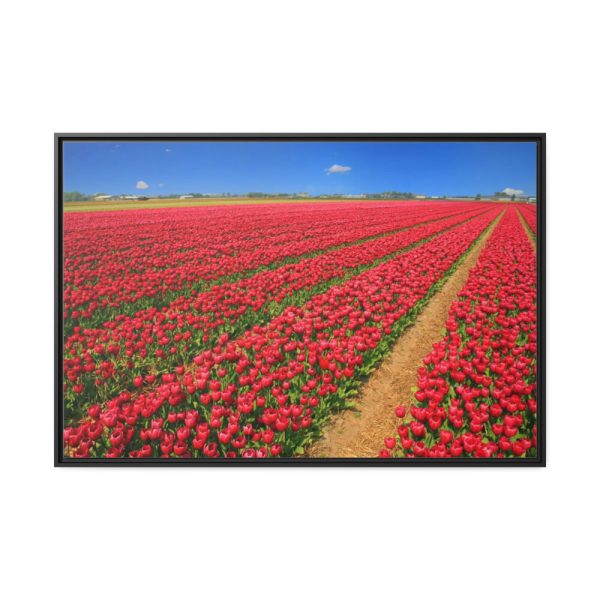88289-106.jpg Red Tulips Field Framed Canvas