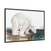 88289-30.jpg Polar Bear by John Woodhouse Audubon Framed Canvas