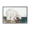 88289-31.jpg Polar Bear by John Woodhouse Audubon Framed Canvas