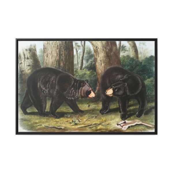 88289-41.jpg American Black Bears by John Woodhouse Audubon Framed Canvas