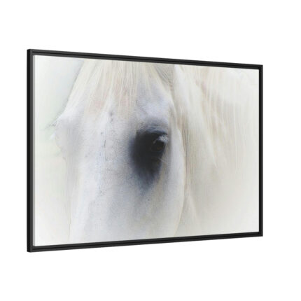 Closeup Shot of a White Horse Framed Canvas
