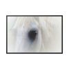 Closeup Shot of a White Horse Framed Canvas