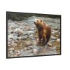 Grizzly Brown Bear Framed Canvas