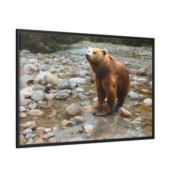 Grizzly Brown Bear Framed Canvas