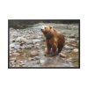 Grizzly Brown Bear Framed Canvas