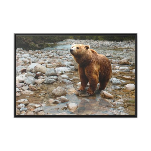 Grizzly Brown Bear Framed Canvas