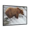 88289-70.jpg Grizzly Bear In National Park Framed Canvas