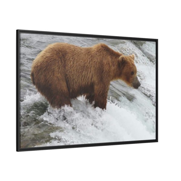 88289-70.jpg Grizzly Bear In National Park Framed Canvas