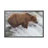 88289-71.jpg Grizzly Bear In National Park Framed Canvas