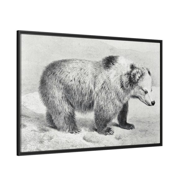 88289-80.jpg Vintage Bear Illustration by Richard Lydekker Framed Canvas