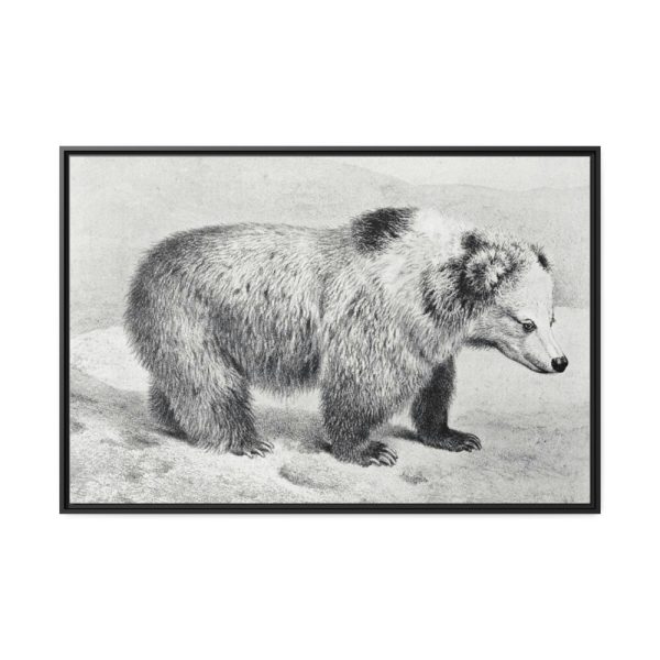 88289-81.jpg Vintage Bear Illustration by Richard Lydekker Framed Canvas