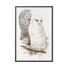 88299-176.jpg Snowy Owl by John G., Edward L. and Charles J. H. Framed Canvas