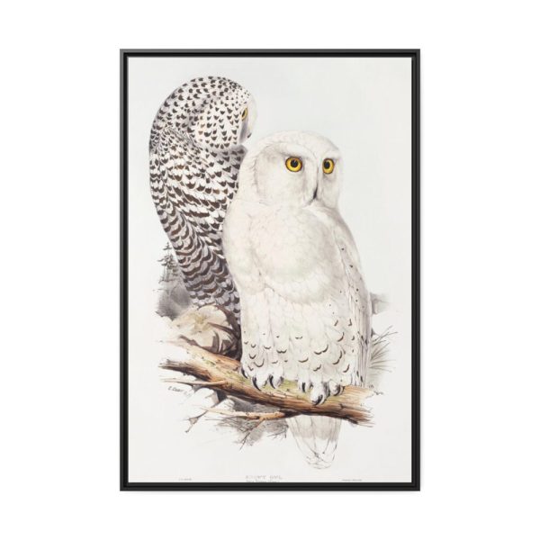 88299-176.jpg Snowy Owl by John G., Edward L. and Charles J. H. Framed Canvas