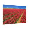 91638-100.jpg Red Tulips Field Standard Canvas