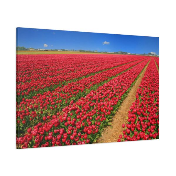 91638-100.jpg Red Tulips Field Standard Canvas