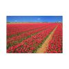91638-101.jpg Red Tulips Field Standard Canvas