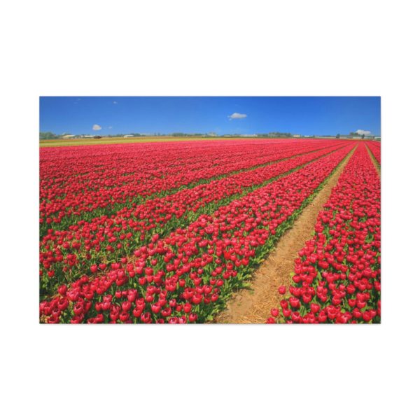91638-101.jpg Red Tulips Field Standard Canvas