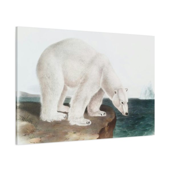 91638-35.jpg Polar Bear by John Woodhouse Audubon Standard Canvas