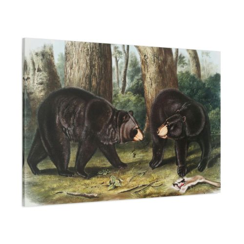 91638-40.jpg American Black Bears by John Woodhouse Audubon Standard Canvas