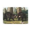 91638-41.jpg American Black Bears by John Woodhouse Audubon Standard Canvas