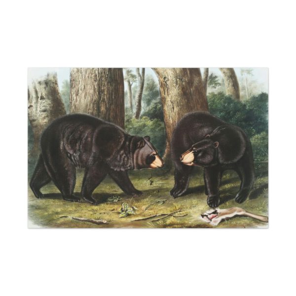 91638-41.jpg American Black Bears by John Woodhouse Audubon Standard Canvas