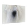 91638-45.jpg Closeup Shot of a White Horse Standard Canvas