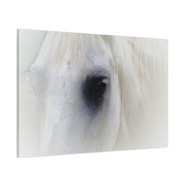 91638-45.jpg Closeup Shot of a White Horse Standard Canvas