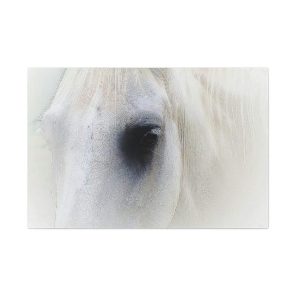 91638-46.jpg Closeup Shot of a White Horse Standard Canvas