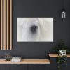 91638-48.jpg Closeup Shot of a White Horse Standard Canvas