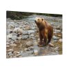 Grizzly Brown Bear Standard Canvas