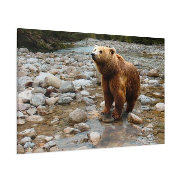 Grizzly Brown Bear Standard Canvas