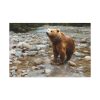 Grizzly Brown Bear Standard Canvas