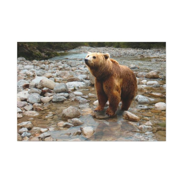 Grizzly Brown Bear Standard Canvas