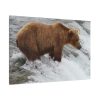 91638-70.jpg Grizzly Bear In National Park Standard Canvas