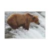 91638-71.jpg Grizzly Bear In National Park Standard Canvas