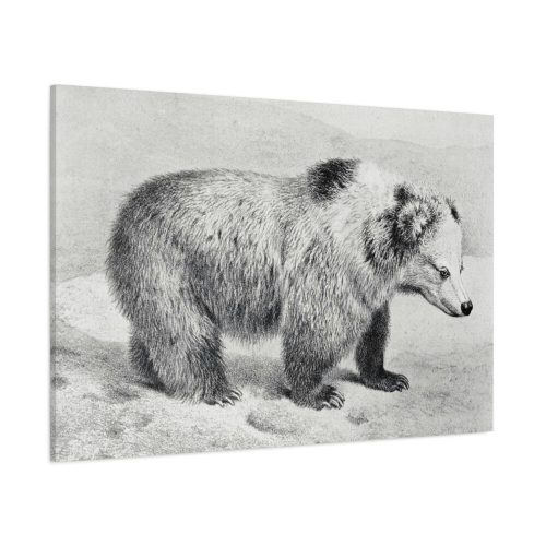 Vintage Bear Illustration by Richard Lydekker Standard Canvas