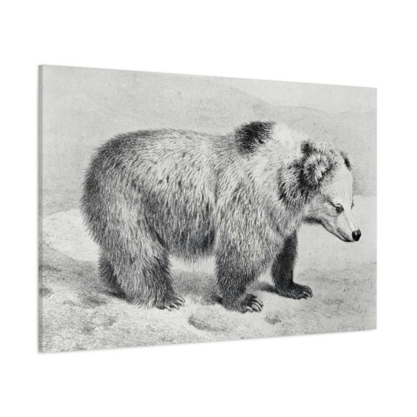 91638-75.jpg Vintage Bear Illustration by Richard Lydekker Standard Canvas