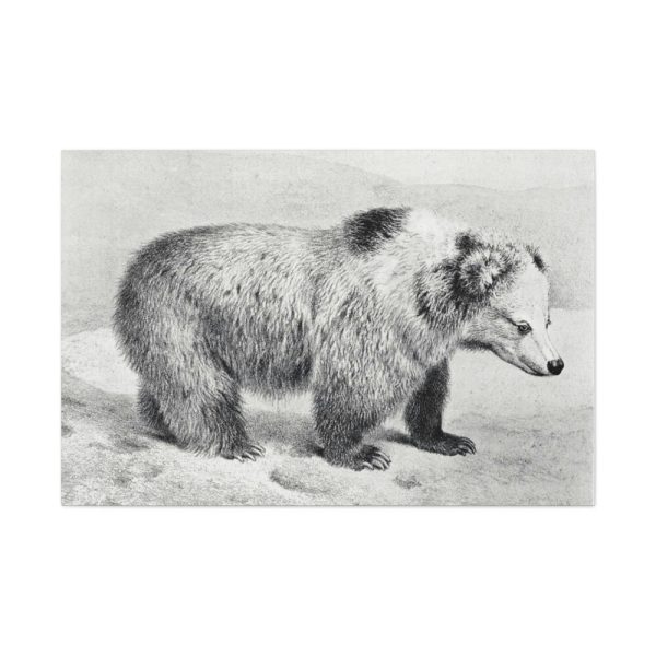 91638-76.jpg Vintage Bear Illustration by Richard Lydekker Standard Canvas