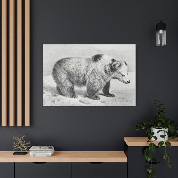 91638-78.jpg Vintage Bear Illustration by Richard Lydekker Standard Canvas